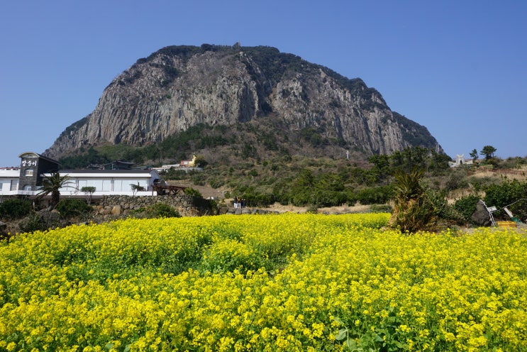  제주도 가볼만한 곳, 서귀포 산방산쪽에 있는 - 용머리해안