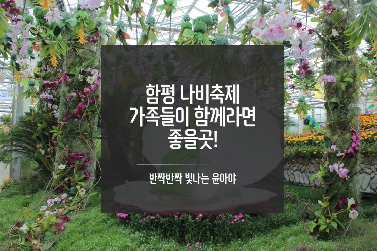  함평 나비축제 구경하고 왔어요!