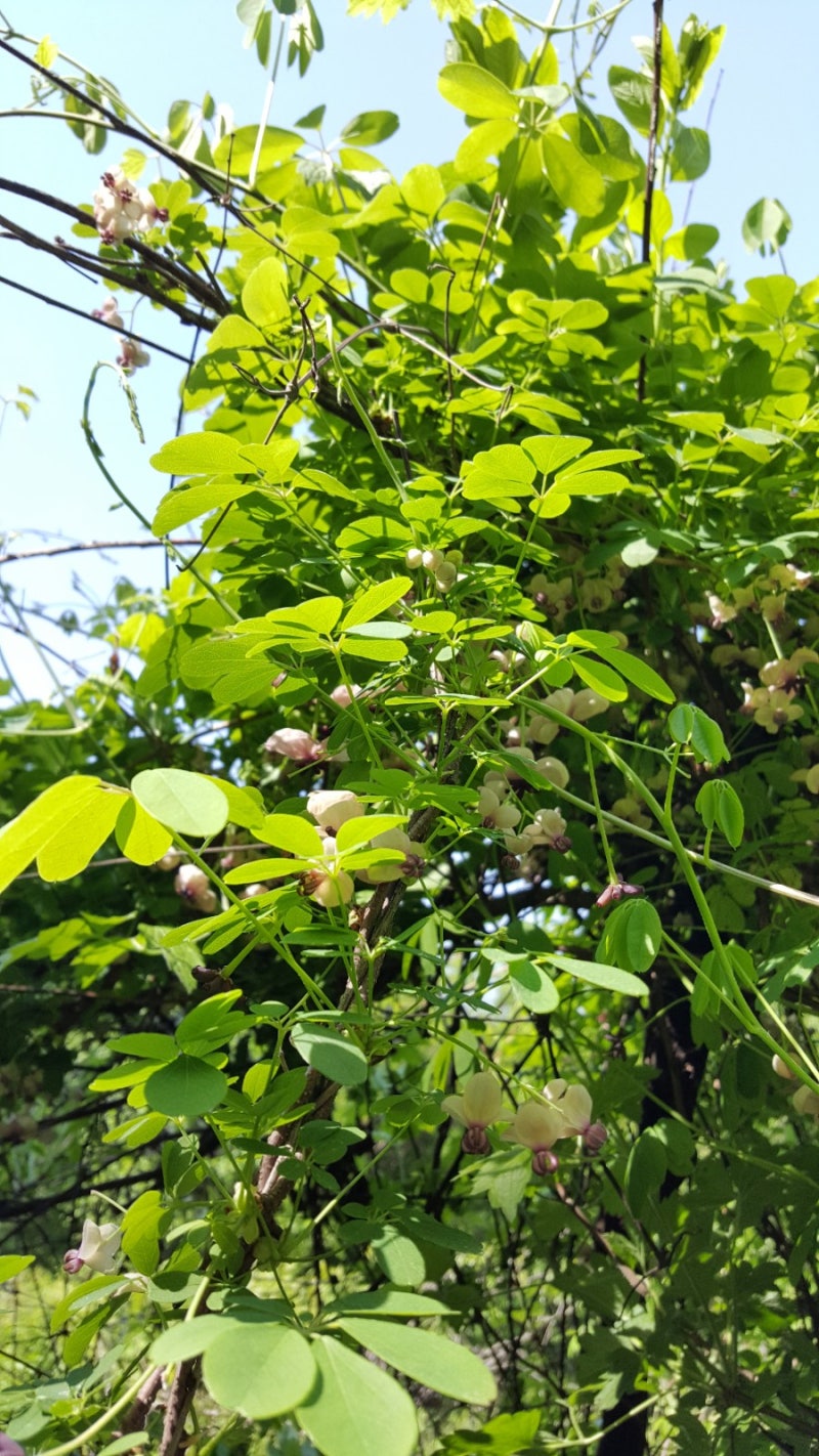 으름꽃, 으름덩굴 꽃(암꽃과 수꽃), 잎, 꽃말은 재능 : 네이버 블로그