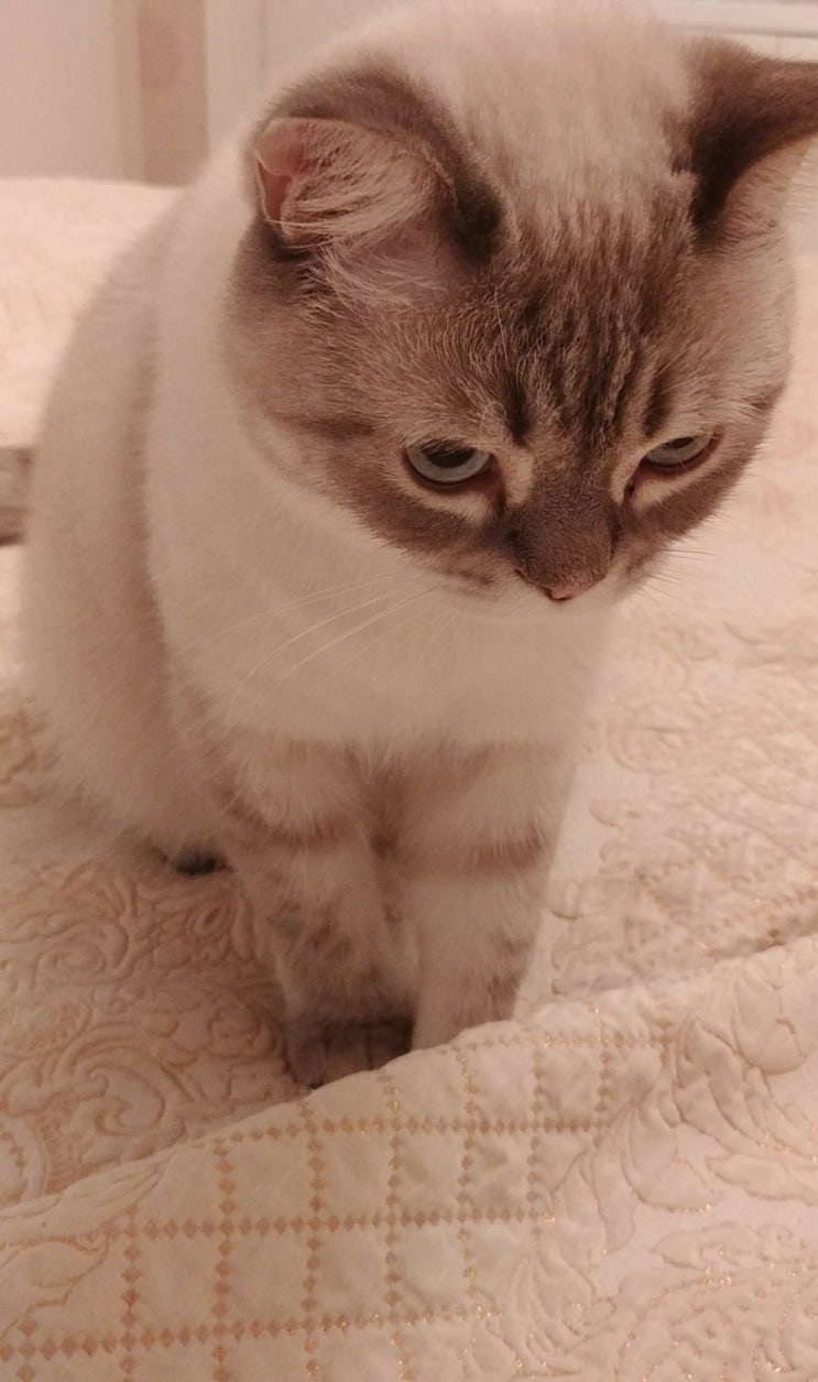  브리티쉿숏헤어 &샴 고양이 14개월