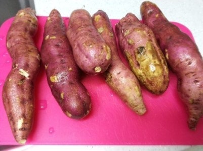 호박고구마삶는법 간단하고 맛있어요!