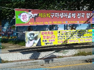  석적에서 발견한 현수막 복실이를 찾아주세요