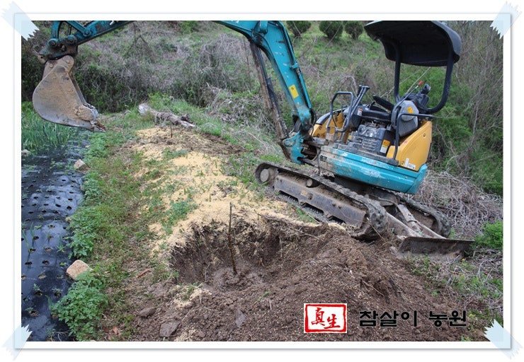 홍옥 사과 묘목을 심기위해 포크레인 묘기까지 부려봅니다