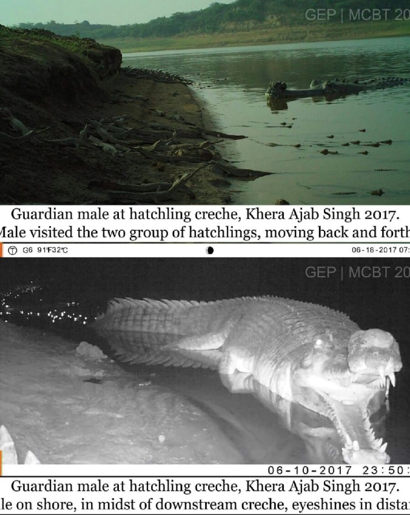 인도가비알(Gavialis Gangeticus): 역대 최고의 악어, 악어들의 왕 : 네이버 블로그
