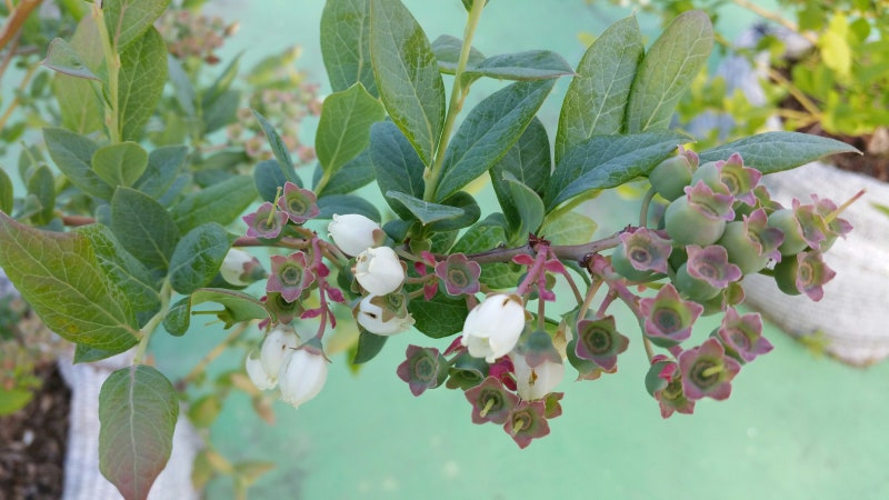 옥상 블루베리 나무의 여름과 가을 (feat. 앞마당 뒤 모습) 4