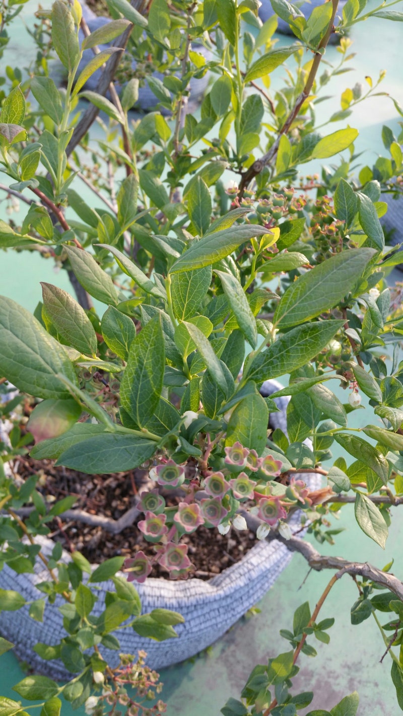 옥상 블루베리 나무의 여름과 가을 (feat. 앞마당 뒤 모습) 11