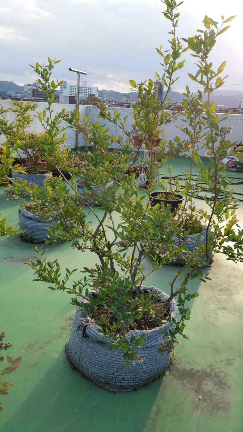 옥상 블루베리 나무의 여름과 가을 (feat. 앞마당 뒤 모습) 3