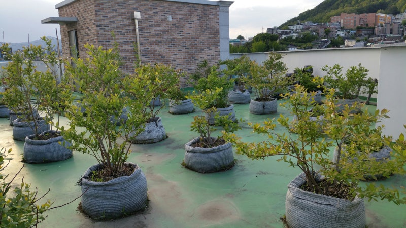 옥상 블루베리 나무의 여름과 가을 (feat. 앞마당 뒤 모습)