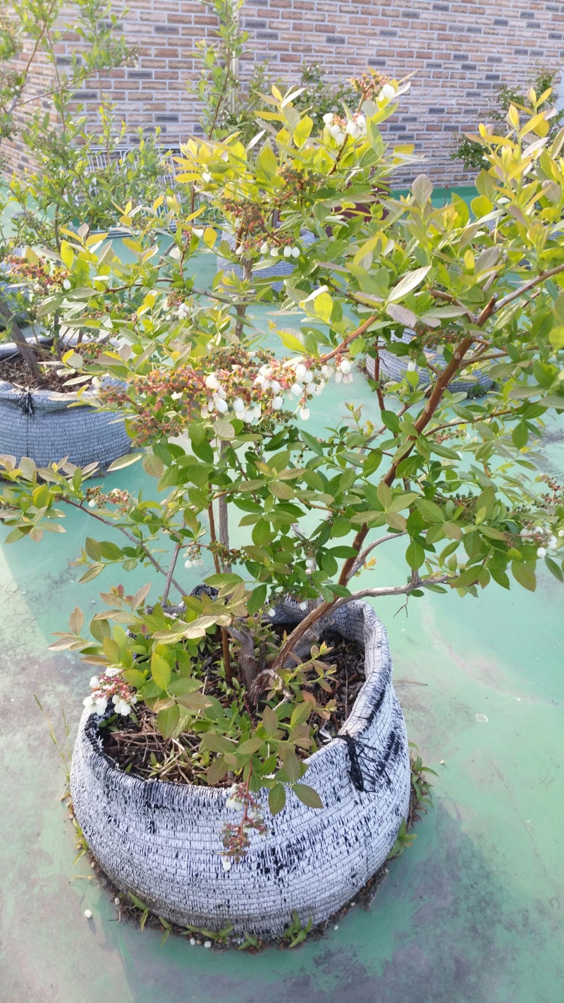 옥상 블루베리 나무의 여름과 가을 (feat. 앞마당 뒤 모습) 5