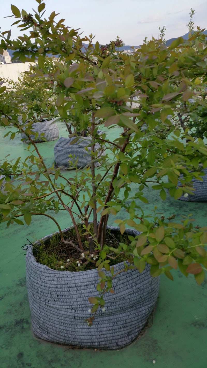 옥상 블루베리 나무의 여름과 가을 (feat. 앞마당 뒤 모습) 7