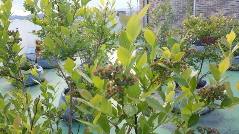 옥상 블루베리 나무의 여름과 가을 (feat. 앞마당 뒤 모습) 6