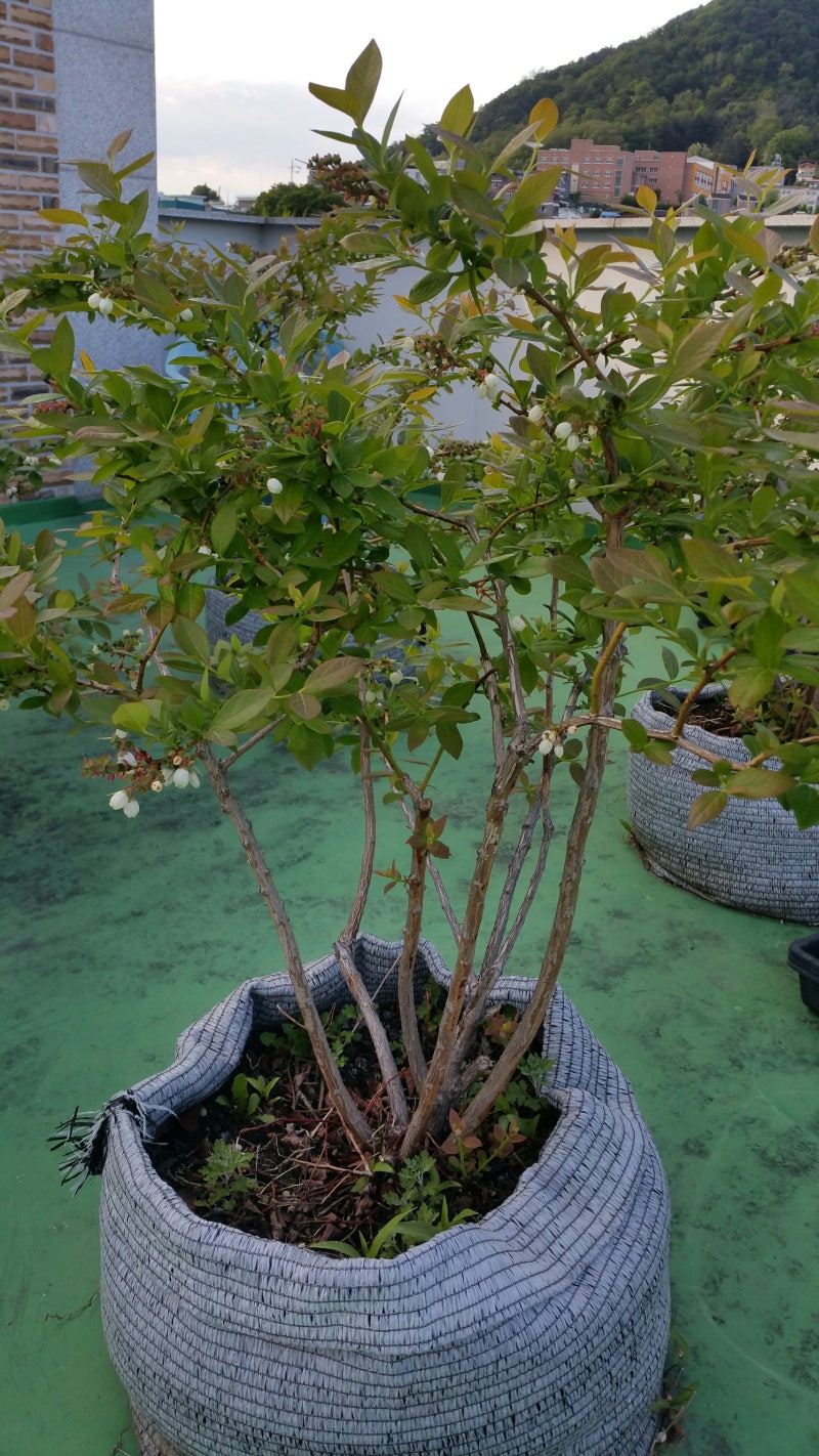 옥상 블루베리 나무의 여름과 가을 (feat. 앞마당 뒤 모습) 2