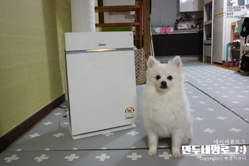 위닉스 펫 공기청정기 한달 사용후기 하얗게 불태웠다.