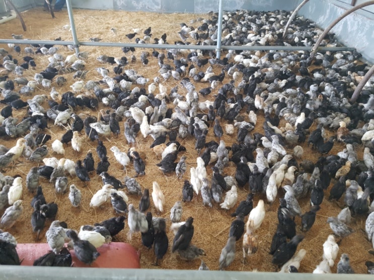  청계닭 병아리 분양!!! 그 후.... 반가운 소식들~