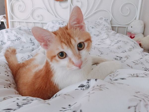  [ 코리안 숏헤어 ] 나의 두 번째 반려묘 고양이 제로