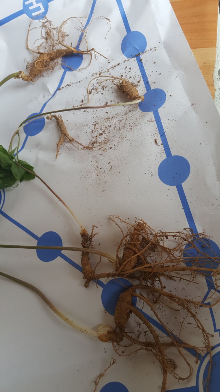  산삼 정말 좋긴하네요.
