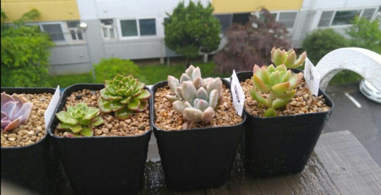  황려