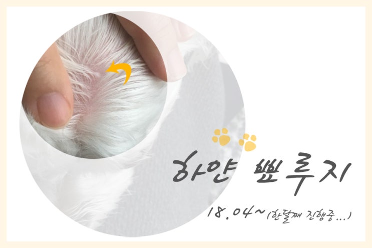  강아지 하얀 뾰루지_180405