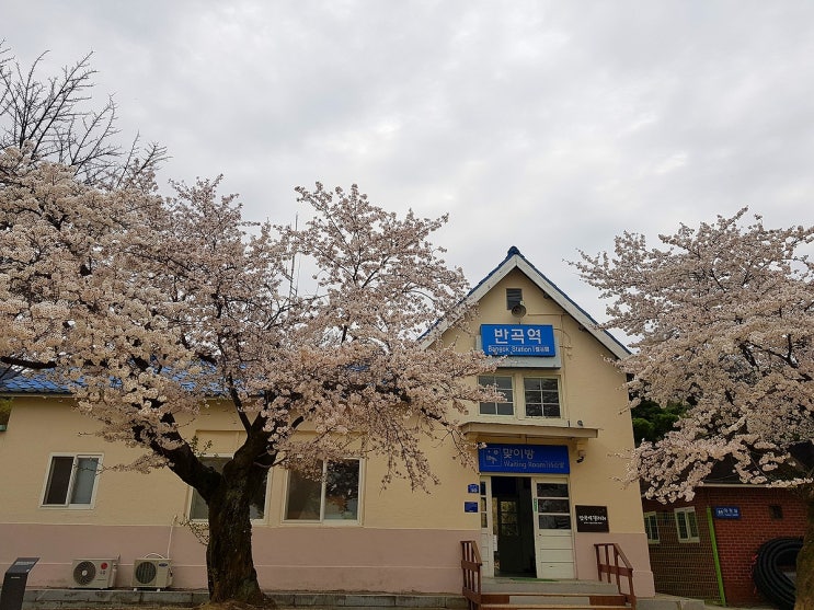  [원주] 반곡역의 아기자기한 벚꽃구경