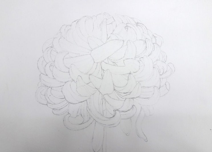  포항그림수업:국화꽃 수채화 드로잉(나인글로리)