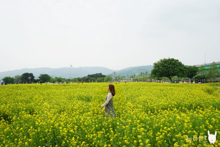 구리한강시민공원 유채꽃 만발 (주차비)