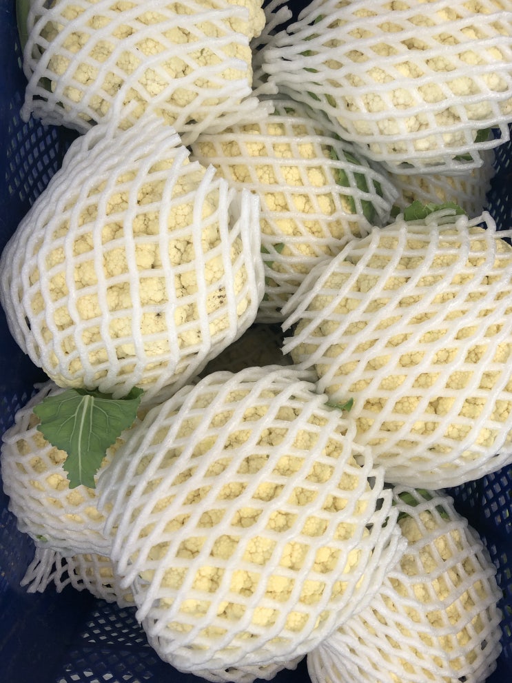  칼리플라워 수확을 시작 했어요 직접 재배해서 맛이 최고예요.