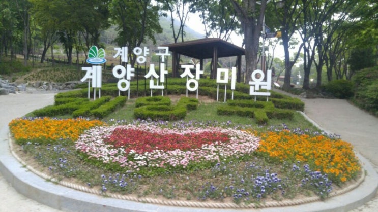 계양공원장미원 계양공원장미원
