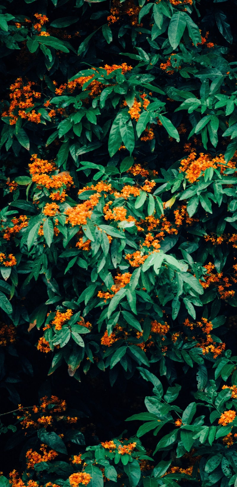 핸드폰 배경화면 27종 모음 : 네이버 블로그, image size:800x1644