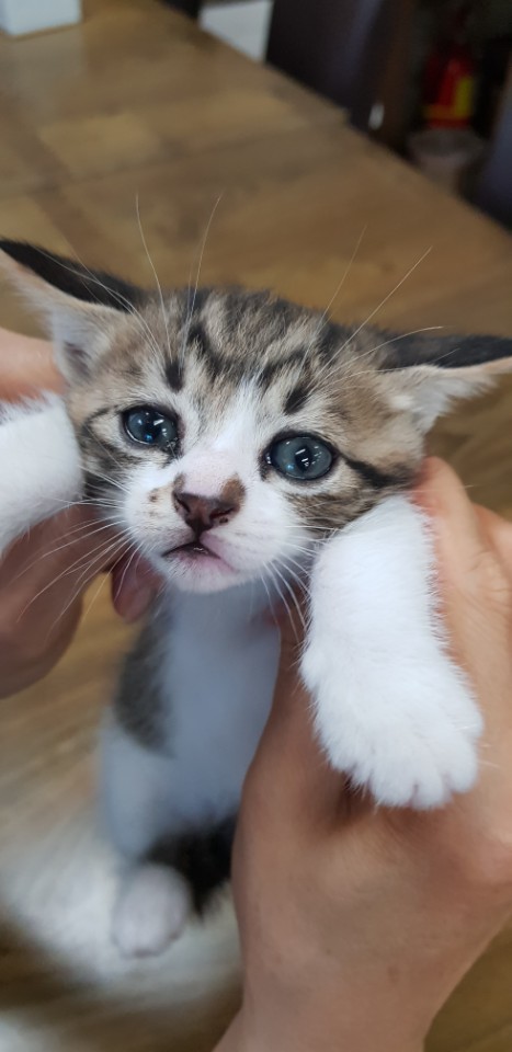  회사 식당 고양이 / 태어난지 한달