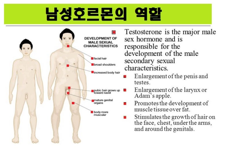 테스토스테론 수치에 따라 다릅니다. 8