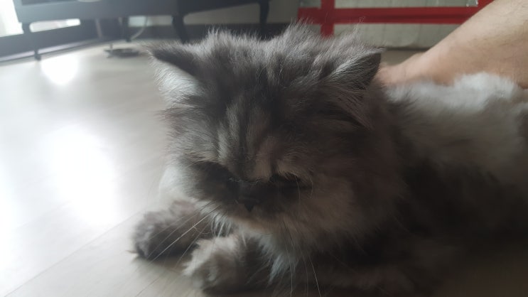  페르시안 클래식 모자 냥이