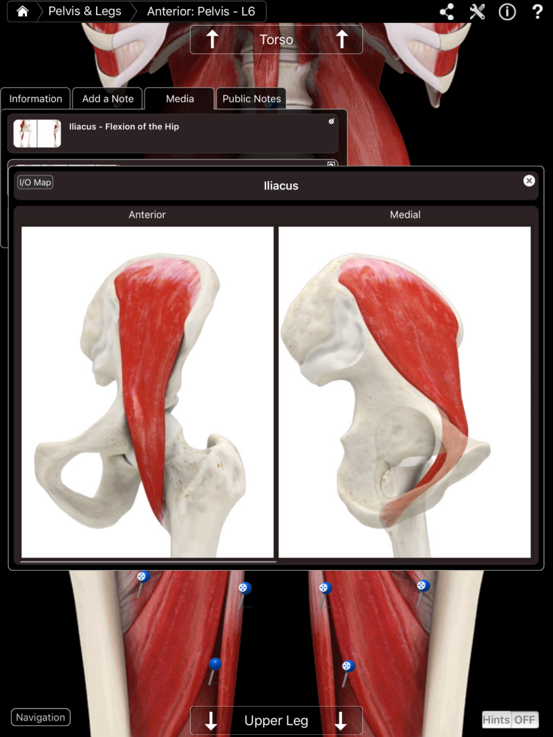 [고관절 굴곡근, Hip Flexor Muscle] 장요근 Iliopsoas : 네이버 블로그