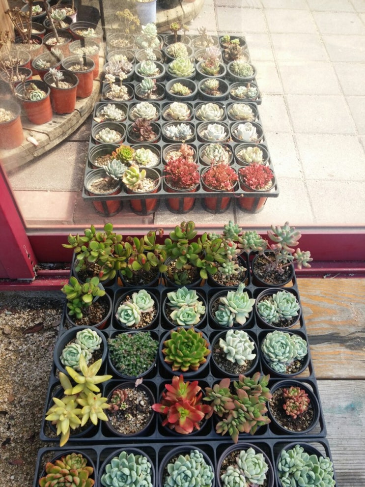  화원