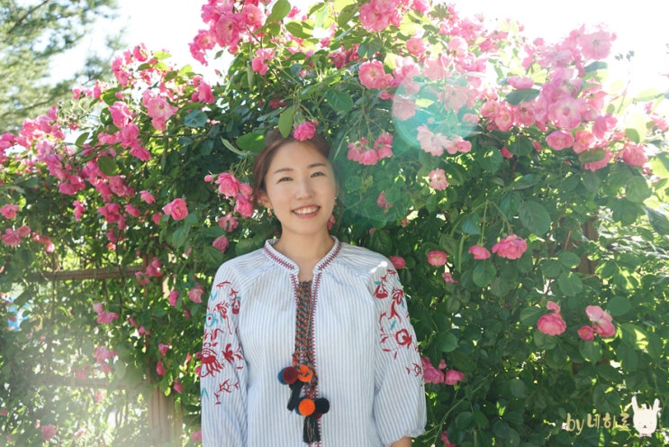  중랑천 서울장미축제(주차, 가는법) 주말 꽃구경