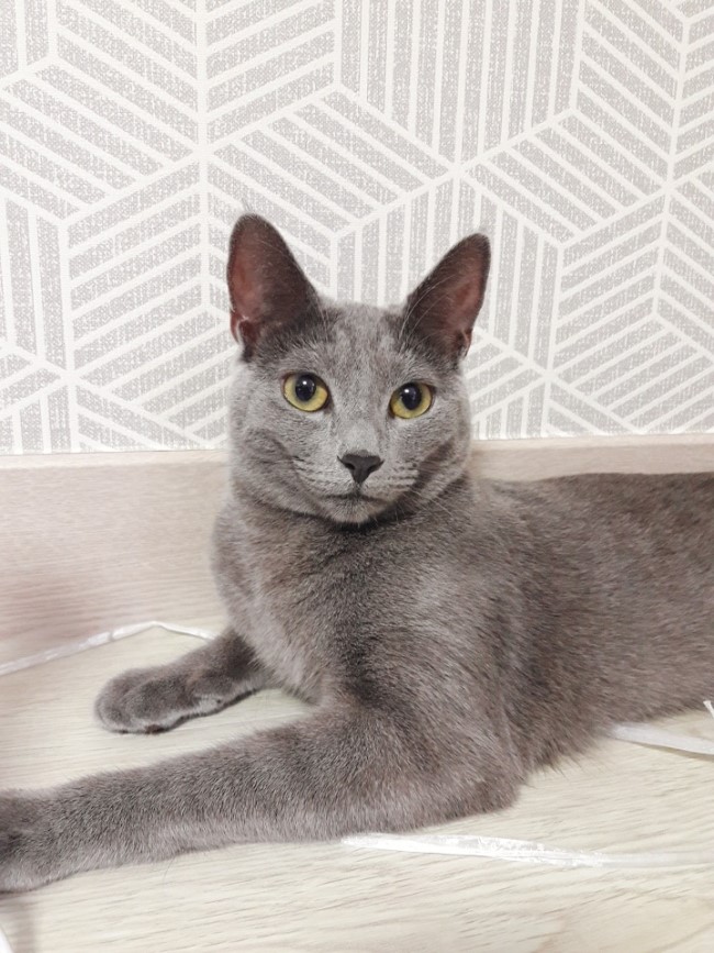  343일차 러시안블루 고양이-11개월이 지난 글로리 모습이예요~