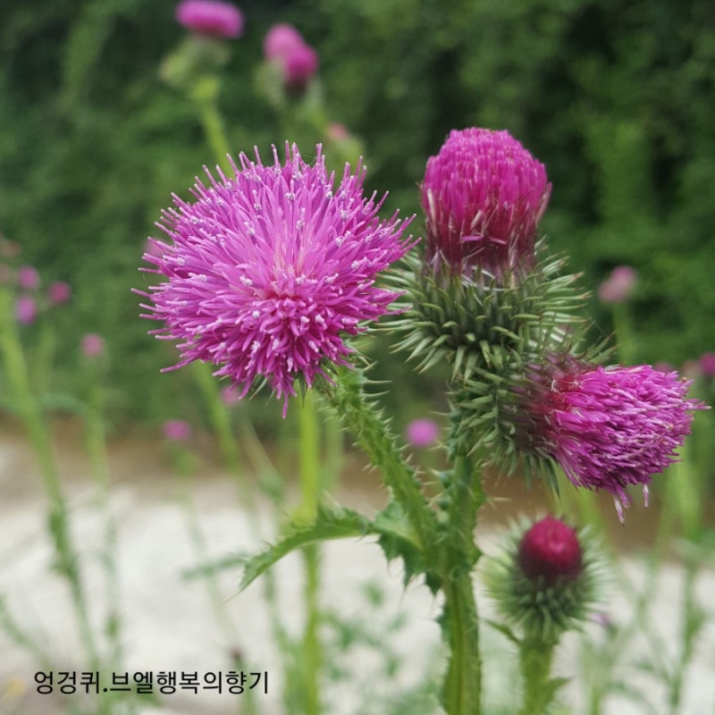 엉겅퀴 가시나물 : 네이버 블로그 엉겅퀴 가시나물 : 네이버 블로그