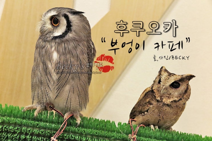  후쿠오카 하카타 근처 가와바타 시장 속 후쿠로노미세 올빼미와 부엉이 카페