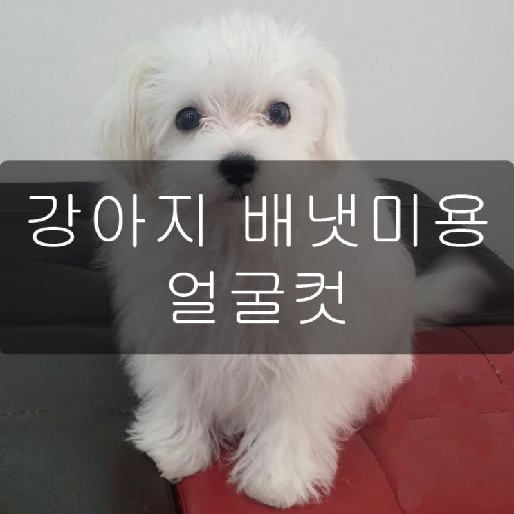  강아지 배냇미용 얼굴컷 했어요!
