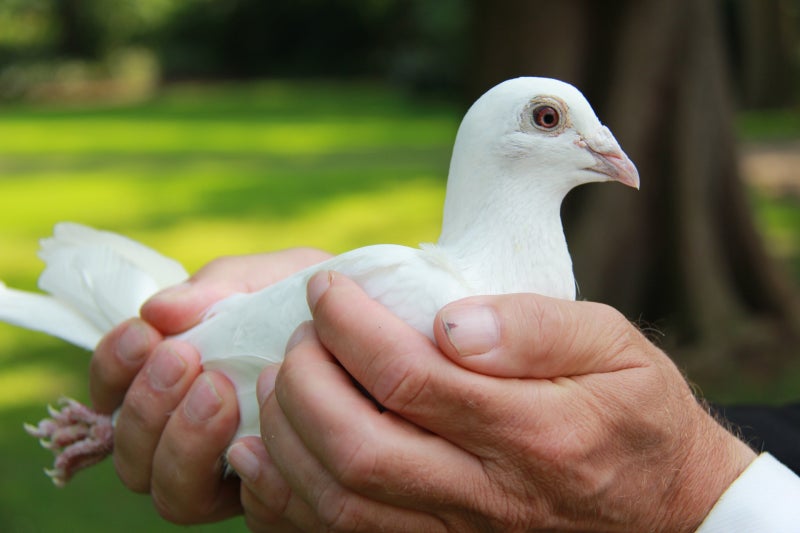 전서구 레이스 비둘기 키우기 : 네이버 블로그