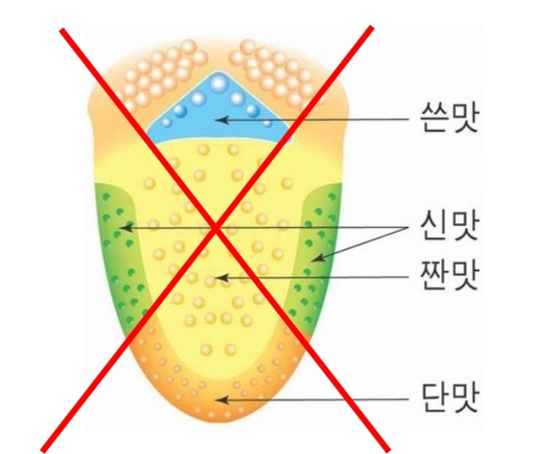 [혀, 맛] 틀린 혀지도, 잘못된 혀 맛지도 : 네이버 블로그