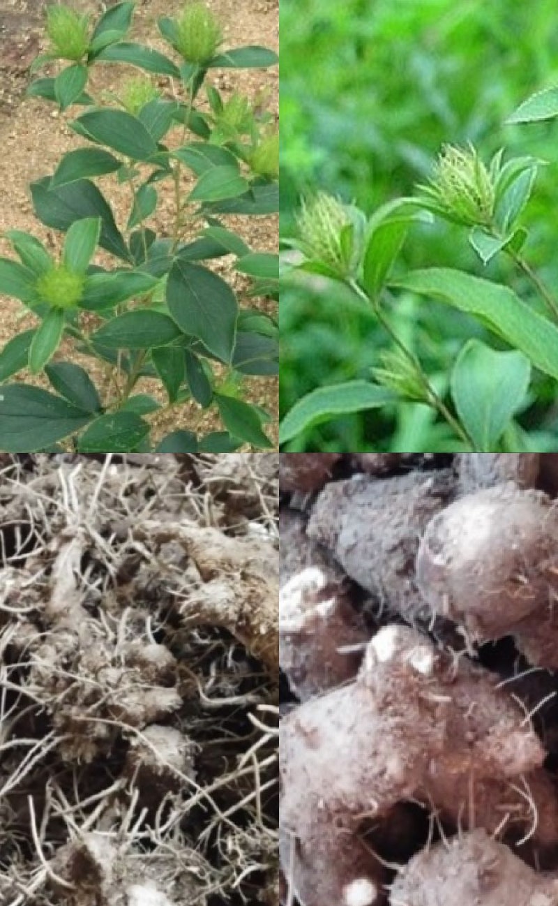 반하백출천마탕 구성 효능 부작용, 복용법 주의사항 반하백출천마탕 구성 효능 부작용, 복용법 주의사항