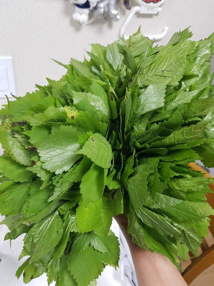  이웃블친인 산삼이님 참나물 도착 ~감사해요ㅜㅜ
