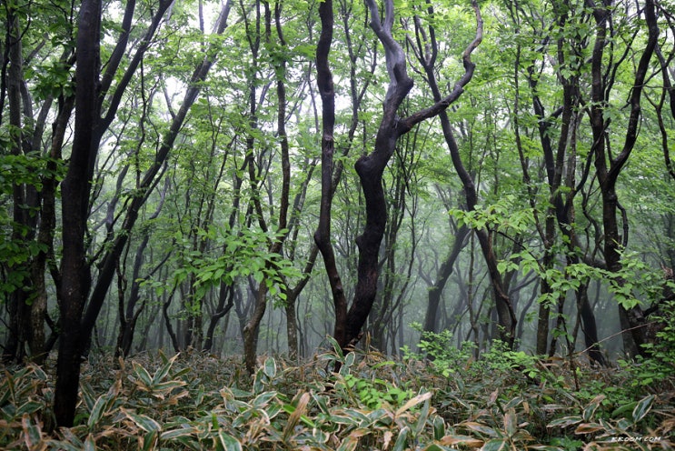 [제주오름] 비오는 날 노꼬메오름