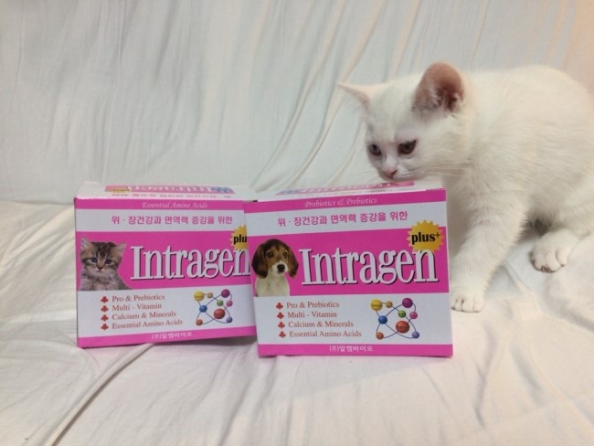  [고양이 종합영양제] 인트라젠 플러스