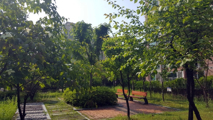  조경수목 분류