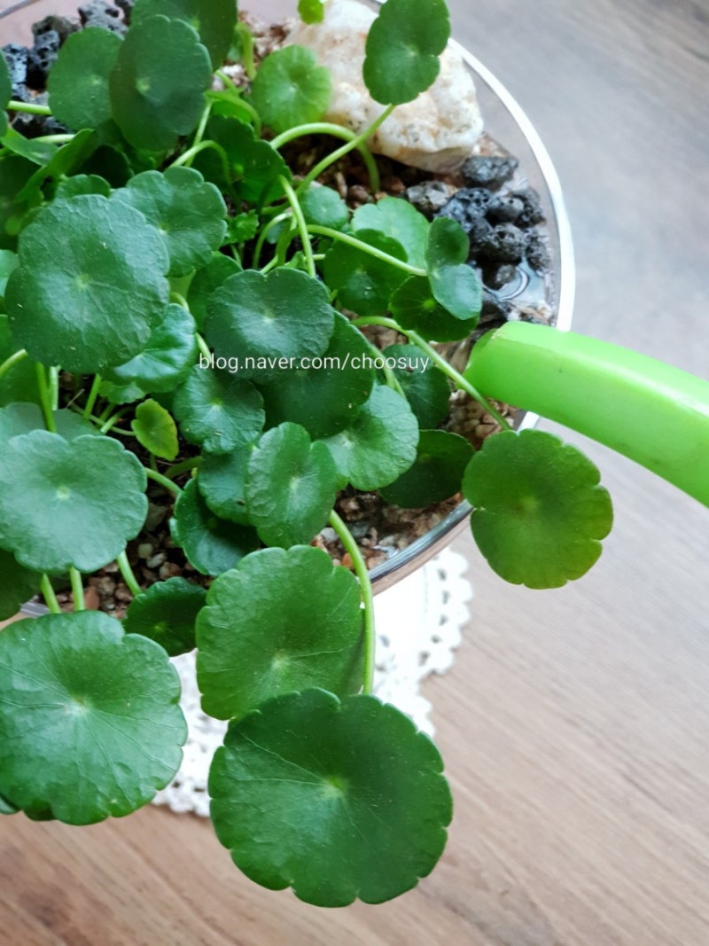 수경재배식물(워터코인), 와인잔꾸미기 : 네이버 블로그