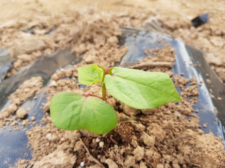  밭으로 옮겨심기/20180527