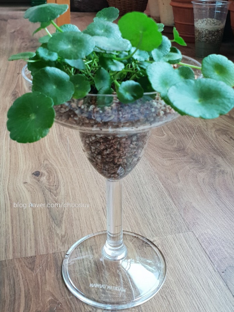수경재배식물(워터코인), 와인잔꾸미기 : 네이버 블로그