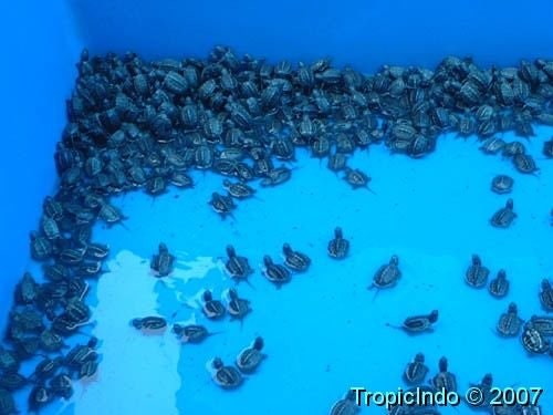 남생이(Reeve's turtle)[Chinemys reevesii] : 네이버 블로그