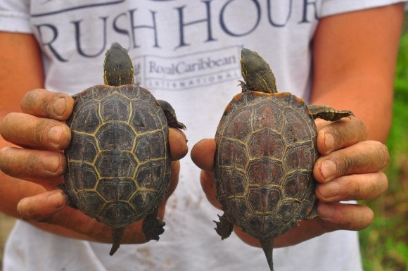 남생이(Reeve's turtle)[Chinemys reevesii] : 네이버 블로그